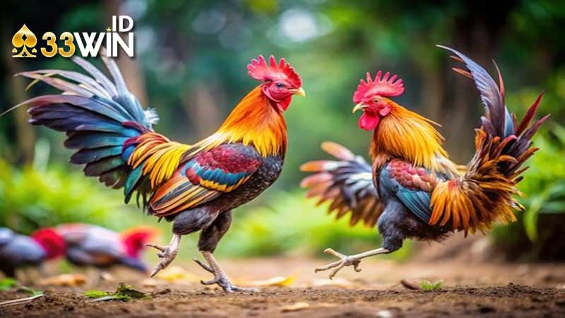 Đá gà Thomo nhà cái 33win – Sức hấp dẫn và chiến thuật chơi 3 đá gà thomo vô cùng đa dạng